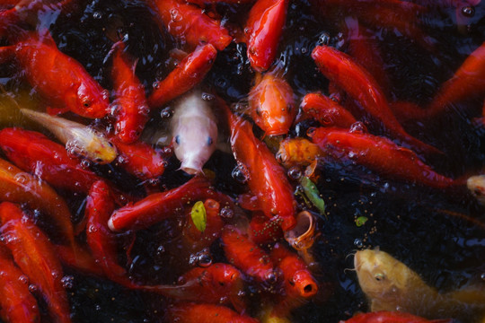 锦鲤
