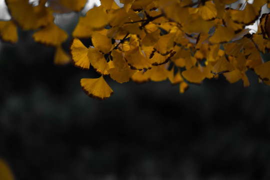 银杏
