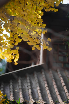 银杏