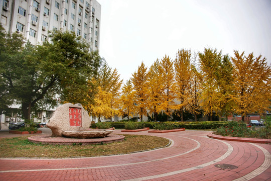 首都师范大学秋景