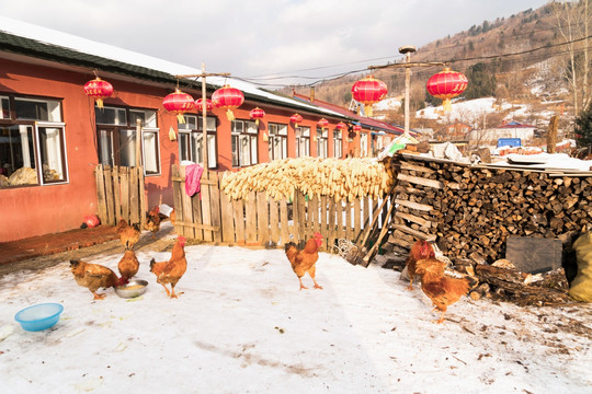 雪地的鸡