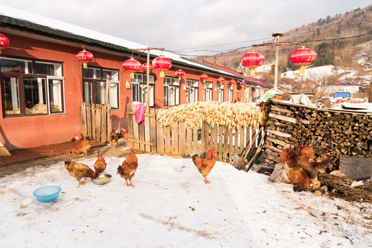 雪地的鸡