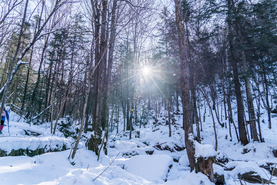 林海雪原