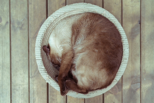 在圆形猫窝里睡觉的猫咪