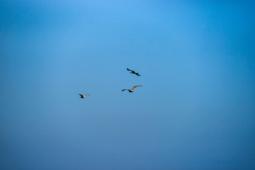 丹吉尔海滩