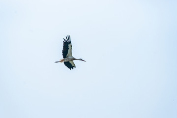 白鹳