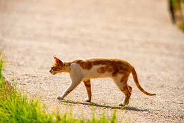 猫