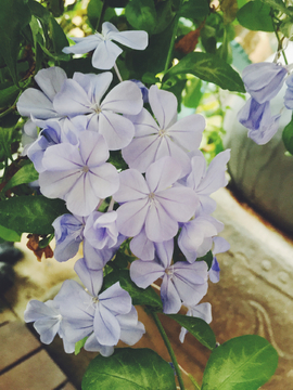 蓝雪花