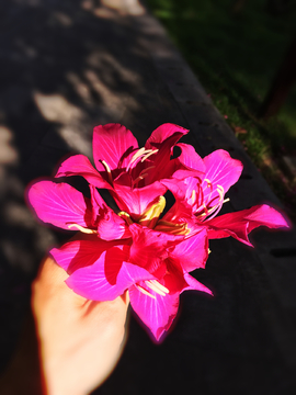 紫荆花 飘落
