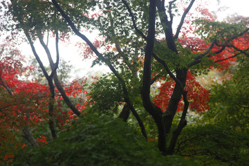 秋色红叶