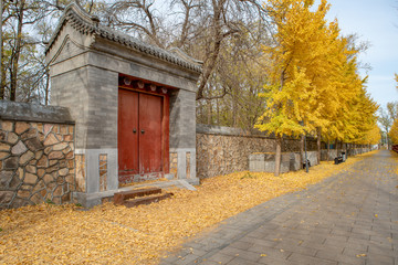 北京圆明园银杏树
