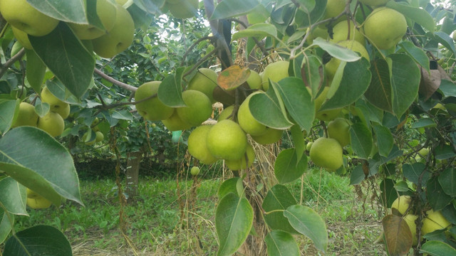 香梨