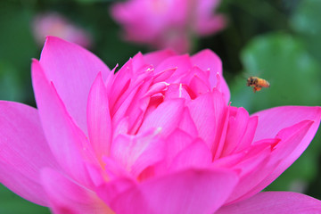 荷花与蜜蜂