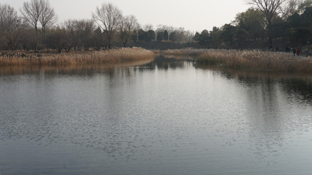 芦苇池塘