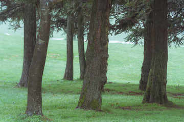 竖立在草坪上的一排排松树枝干