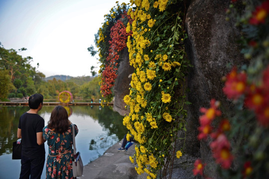 烂漫菊花