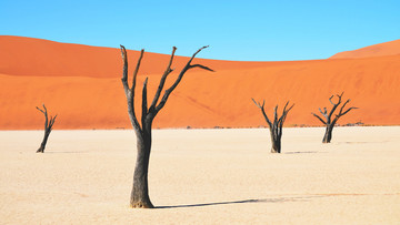 沙漠树枝