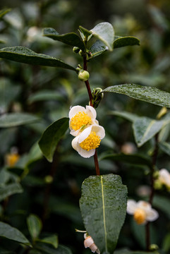 茶叶树花