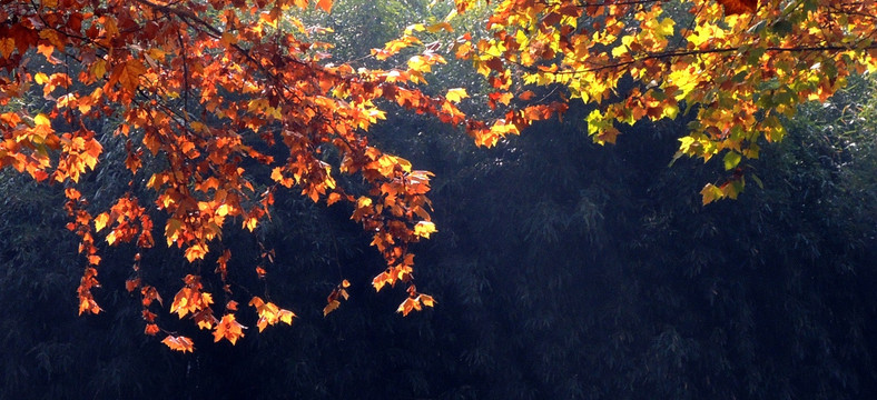 秋天的法国梧桐树叶