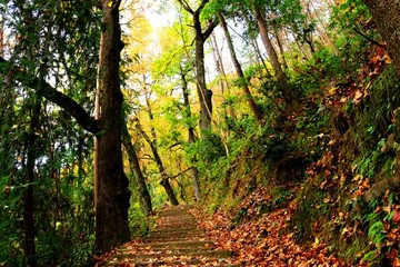 文成大会岭红枫古道