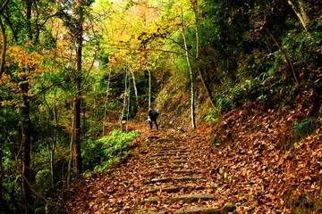 文成大会岭红枫古道