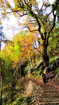 文成大会岭红枫古道