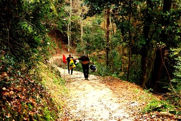 文成大会岭红枫古道