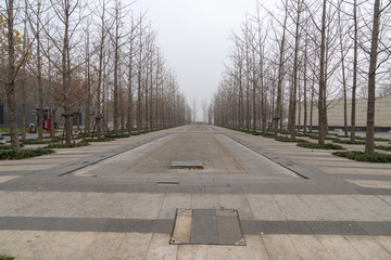 冬天银杏树林