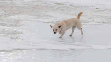 雪地狗