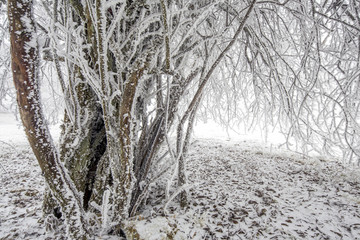 下雪时候的树林