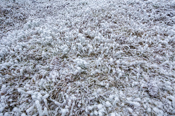 被雪覆盖的草地