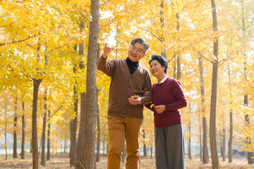 在银杏林散步的老年夫妻