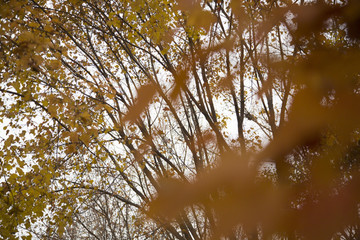 秋天的树木枝叶