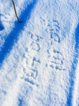 雪地里的字