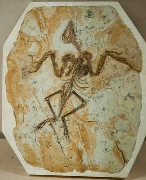 哈密博物馆古化石