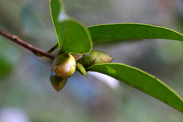 油茶花开