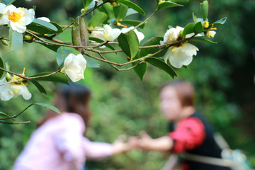 油茶花开