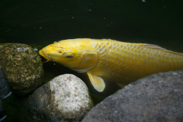 池塘里的金鲤鱼