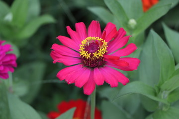 花卉