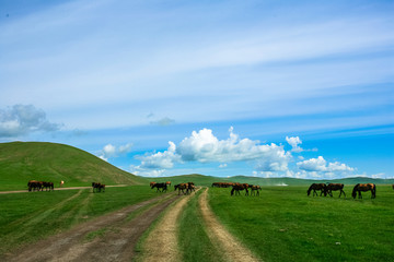 草原自然路和马群