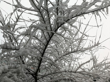 北方冬季积雪树枝