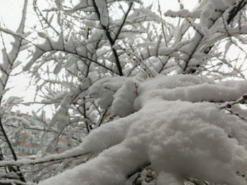 大雪压树枝