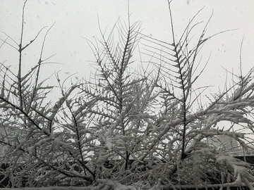 冬季挂雪树枝