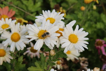 白菊花上蜜蜂采蜜