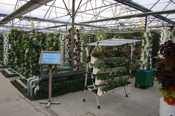 阳台农业水培蔬菜