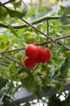 西红柿树番茄树