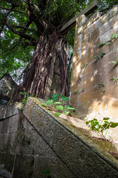 嶂岗古村古榕树