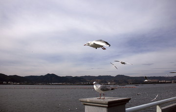 海鸥
