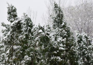 雪后青松风景图