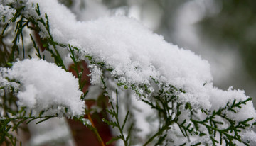 树上的积雪